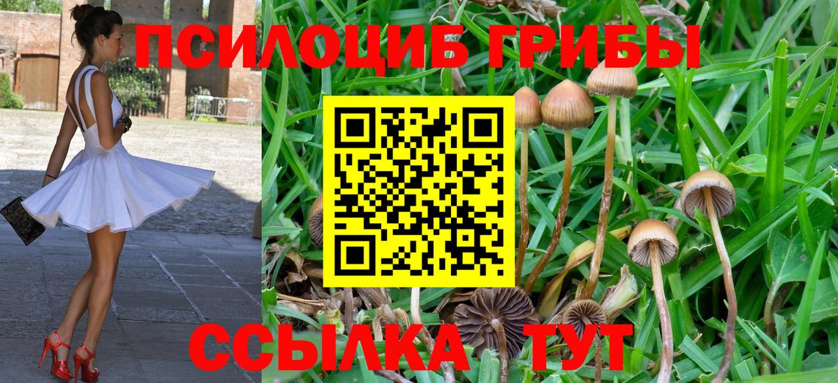 Сегежа  Псилоцибиновые грибы Psilocybe  Вход с VPN 